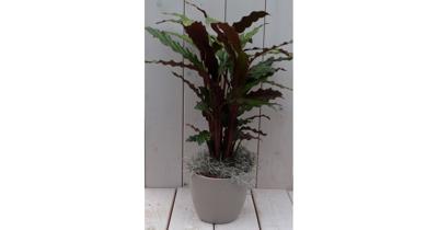 Calathea rood blad taupe pot 40 cm Warentuin Natuurlijk - Warentuin natuurlijk