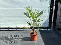 Palmboom - Trachycarpus Fortunei - thumbnail