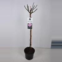 Grootbloemige roos op stam 90 cm (rosa "Blue Girl"®) - thumbnail