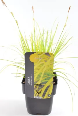 Siergras - Carex oshimensis Everillo Siergras - Carex oshimensis Everillo