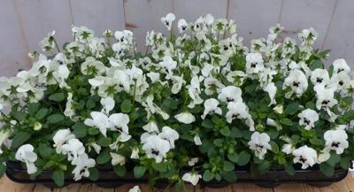 Bosviolen Violen wit 12 stuks in bak Viola Warentuin Natuurlijk - Warentuin natuurlijk