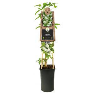 Klimplant Clematis Albina Plena - Witte Bosrank