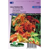 Coleus Blumei zaden Rainbow mix siernetel - thumbnail