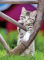 Ravensburger 2in1 Puzzel Poezen 2x500 Stukjes - thumbnail