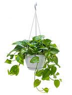 Scindapsus epipremnum aureum XXS hangplant - thumbnail