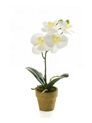 Kunstplant Phalaenopsis Mini Creme - 25cm