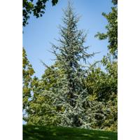 Libanonceder - thumbnail