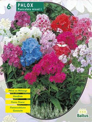 Zomer Bloembollen Phlox, Mix per 6 Baltus - Baltus