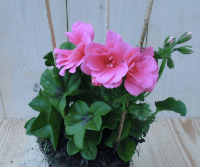 3 stuks! Hanggeranium Pelargonium peltatum roze Warentuin Natuurlijk - Warentuin natuurlijk - thumbnail