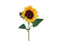 Decostar zijdebloem Helianthus annuus Ilona 85 cm geel - thumbnail