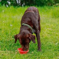 Nobby Voerbak voor honden, opvouwbaar, siliconen, 500 ml, rood - thumbnail