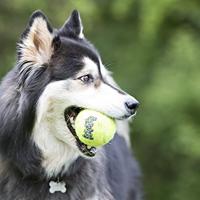 Kong hond Squeakair met piep small, net à 3 tennisballen (Ø 5 cm) - thumbnail