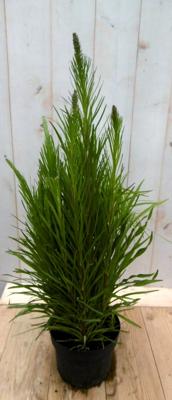 Kattestaart Liatris 50 cm Warentuin Natuurlijk - Warentuin natuurlijk