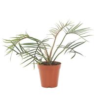 Philodendron Polypodioides (Tortum) - P14 - thumbnail