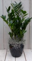 Zamioculcas in zwart/antraciete pot 55 cm Warentuin Natuurlijk - Warentuin natuurlijk - thumbnail