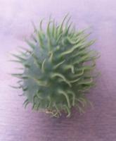 Doornappel stekel groen - Warentuin mix - thumbnail