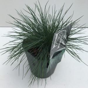 Zwenkgras (Festuca glauca "Elijah Blue") siergras - In 2 liter pot - 1 stuks Zwenkgras (Festuca glauca "Elijah Blue") siergras - In 2 liter pot - 1 stuks