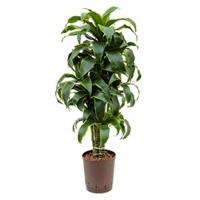 Dracaena dorado imilac hydrocultuur plant - thumbnail