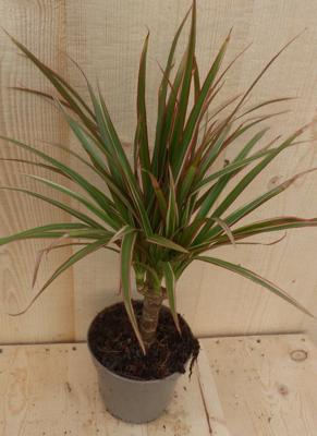 Drakenbloedboom Dracaena Fragrans Bicolor/Creme-Roze H40-60 cm potmaat 17 cm 1 stam kamerplant Warentuin Natuurlijk - Warentuin natuurlijk