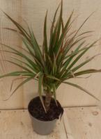 Drakenbloedboom Dracaena Fragrans Bicolor/Creme-Roze H40-60 cm potmaat 17 cm 1 stam kamerplant Warentuin Natuurlijk - Warentuin natuurlijk - thumbnail
