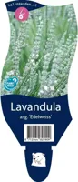 Lavandula ang. Edelweiss vaste plant Griffioen - Griffioen - thumbnail