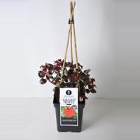 Grootbloemige klimroos (rosa "Grand Hotel"®) - thumbnail