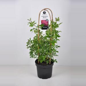 Rambler klimroos (rosa "Perennial Blue"®) - C7.5 - 1 stuks