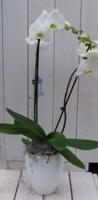 Vlinderorchidee wit 2 stelen in hoge witte pot 60 cm Warentuin Natuurlijk - Warentuin natuurlijk - thumbnail