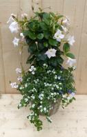 Rieten plantenbak Dipladenia Mandevilla Sundaville wit met zomerbloeiers mix h70 cm Warentuin Natuurlijk - Warentuin natuurlijk - thumbnail