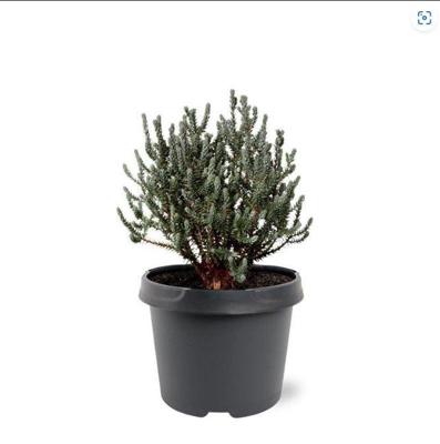 Chamaecyparis thyoides Blue Rock 20-25 cm Conifeer Amerikaanse schijncipres Warentuin Natuurlijk - Warentuin natuurlijk