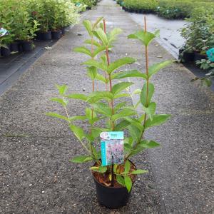 Weigela struik Bristol Ruby - 50 - 60 cm - 7 stuks