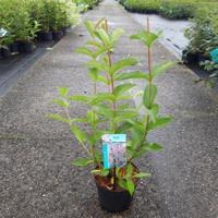 Weigela struik Bristol Ruby - 50 - 60 cm - 7 stuks - thumbnail