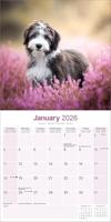 Bearded Collie Kalender 2026 - thumbnail
