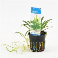 Sagittaria platyphylla - 6 stuks - aquarium plant - thumbnail