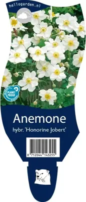 Anemone hybrida Honorine Jobert Samplant - Samplant