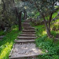 Fotobehang - Trap in het bos, groen, Prachtig aan je muur, 11 maten, inclusief behanglijm - thumbnail