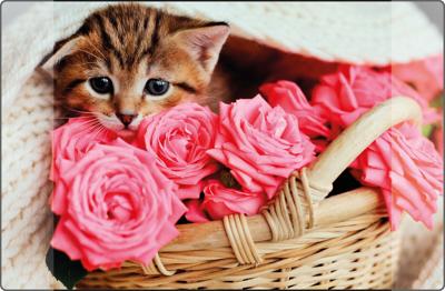 Kangaro k-0014d118 buro-onderlegger pp 38x58cm kitten