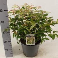Druifheide (Leucothoe fontanesiana “Makijaz” PBR) heester - 25-30 cm - 9 stuks - thumbnail