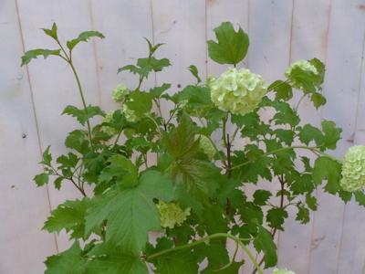 Viburnum Gelderse Roos Heester 80 cm met mooie witte bloemen Warentuin Natuurlijk - Warentuin natuurlijk