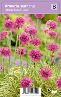 Vips Armeria maritima Abbey Deep Rose - Engels gras - thumbnail