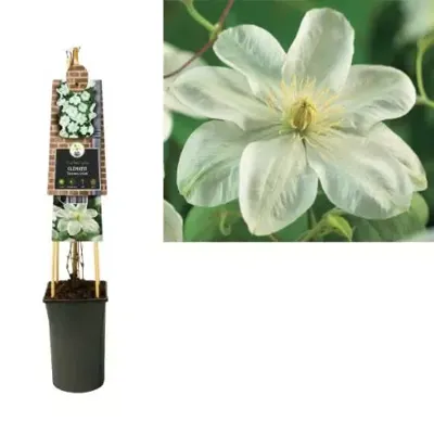 Klimplant Clematis Guernsey Cream - Witte Bosrank
