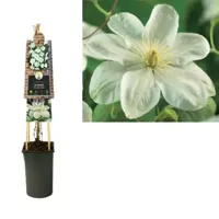 Klimplant Clematis Guernsey Cream - Witte Bosrank - thumbnail