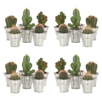 Mini Cactusjes 20-pack (in zinken emmertje) - P 6 Mini Cactusjes 20-pack (in zinken emmertje) - P 6
