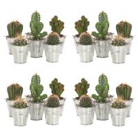 Mini Cactusjes 20-pack (in zinken emmertje) - P 6 - thumbnail