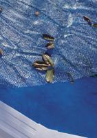 Zwembadafdekking Gre Blauw - thumbnail