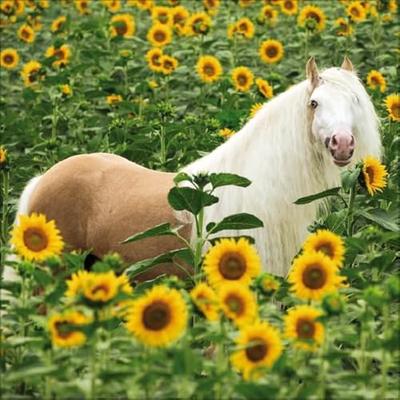 Paarden Kalender 2026