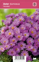 Aster (aster dumosus "Anneke") najaarsbloeier - 12 stuks - thumbnail