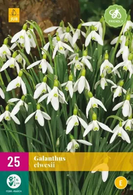 Galanthus elwesii 25 bollen