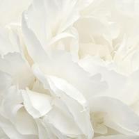 Noordwand Atmosphere Fotobehang met grote witte bloem G78424 - thumbnail