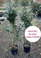 Olijfwilg - thumbnail